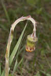 Coltsfoot